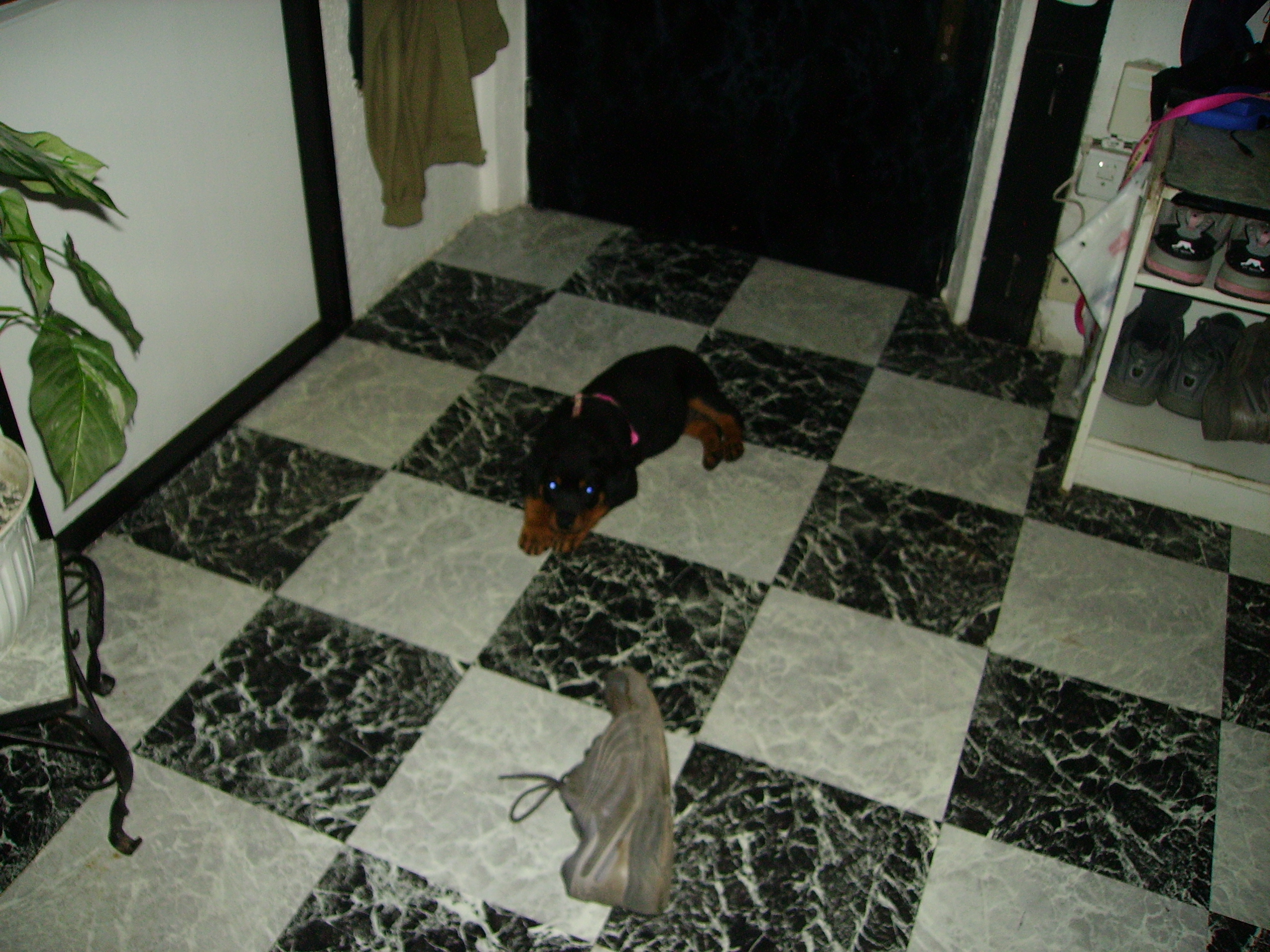 IMGP0234.JPG